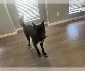 Akita Dogs for adoption in Houston, TX, USA