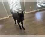 Small Akita