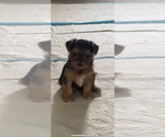 Puppy Puppy 1 Morkie