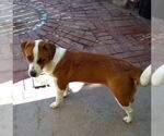 Small #6 Mutt