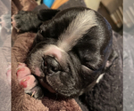 Small Photo #2 Boston Terrier Puppy For Sale in FRANKLIN, NC, USA