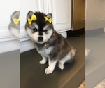 Small Photo #11 Alaskan Klee Kai Puppy For Sale in WINCHESTER, OH, USA