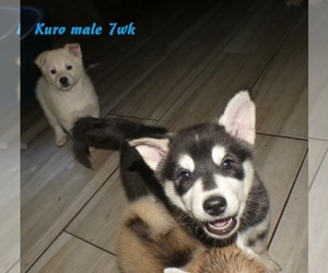 Alaskan Klee Kai-Siberian Husky Mix Puppy for Sale in BANDON, Oregon USA