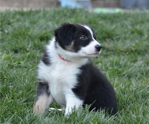 Border Collie Puppy for sale in HUNTERSVILLE, NC, USA