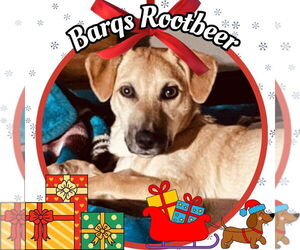 Dachshund-Unknown Mix Dogs for adoption in San Antonio, TX, USA