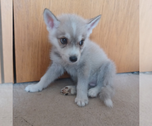Medium Photo #3 Gerberian Shepsky Puppy For Sale in EDMORE, MI, USA
