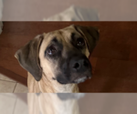 Small Photo #1 Black Mouth Cur-Unknown Mix Puppy For Sale in Tampa, FL, USA