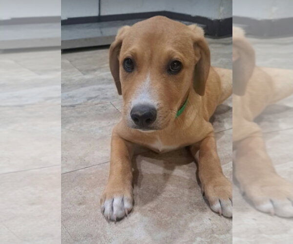 Medium Photo #1 Labrador Retriever-Unknown Mix Puppy For Sale in Lakewood, CO, USA