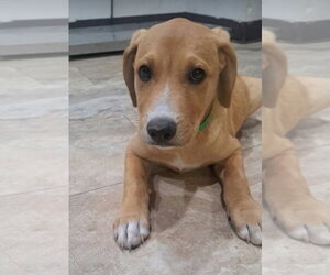 Labrador Retriever-Unknown Mix Dogs for adoption in Lakewood, CO, USA