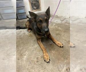 German Shepherd Dog-Unknown Mix Dogs for adoption in San Andreas, CA, USA