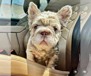 Father of the French Bulldog puppies born on 10/22/2025