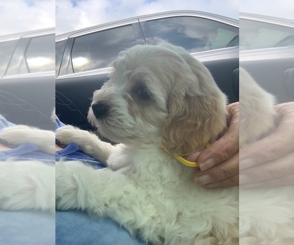 Medium Photo #2 Goldendoodle (Miniature) Puppy For Sale in EDGEWATER, FL, USA