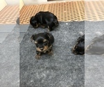 Small Photo #2 Yorkshire Terrier Puppy For Sale in TIPPECANOE, IN, USA
