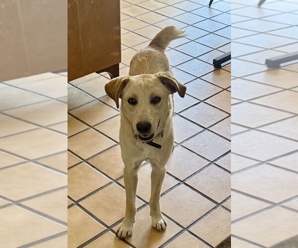 Medium Photo #2 Labrador Retriever-Unknown Mix Puppy For Sale in San Diego, CA, USA