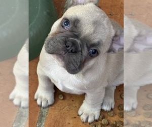 French Bulldog Puppy for Sale in SCOTTSDALE, Arizona USA
