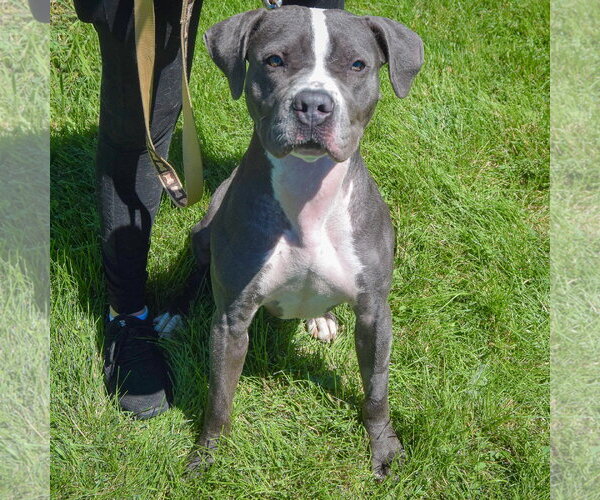 Medium Photo #3 American Bulldog-American Staffordshire Terrier Mix Puppy For Sale in Huntley, IL, USA