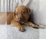 Small #1 Golden Retriever Mix