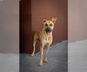 Mutt Dogs for adoption in Abbeville, LA, USA