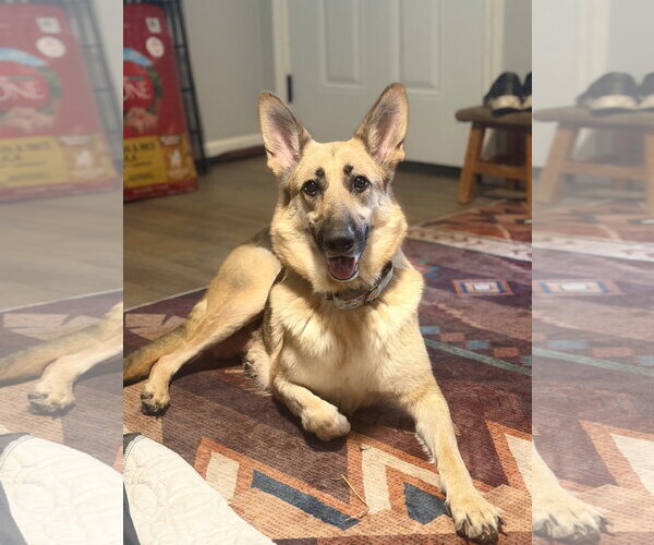 Medium Photo #3 German Shepherd Dog Puppy For Sale in Lakemore, OH, USA
