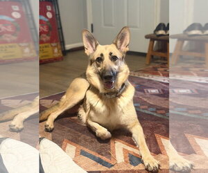 Remington - Female German Shepherd Dog Dog for Adoption - Photo #3
