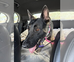 BellaBella - located in AZ - Female German Shepherd Dog-Unknown Mix Dog for Adoption - Photo #2
