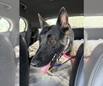 Small #1 German Shepherd Dog Mix