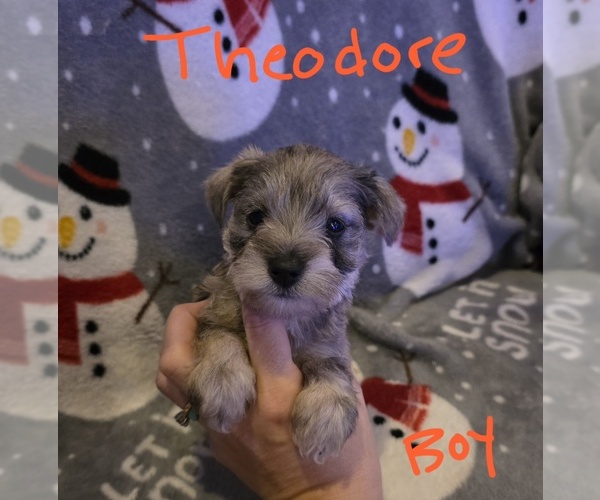 Medium Photo #9 Chizer Puppy For Sale in MONTEZUMA, GA, USA