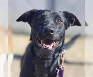 Labrador Retriever-Unknown Mix Dogs for adoption in San Antonio, TX, USA