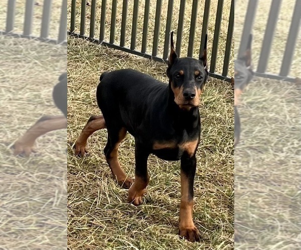 Medium Photo #68 Doberman Pinscher Puppy For Sale in WARSAW, IN, USA