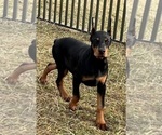 Small #2 Doberman Pinscher