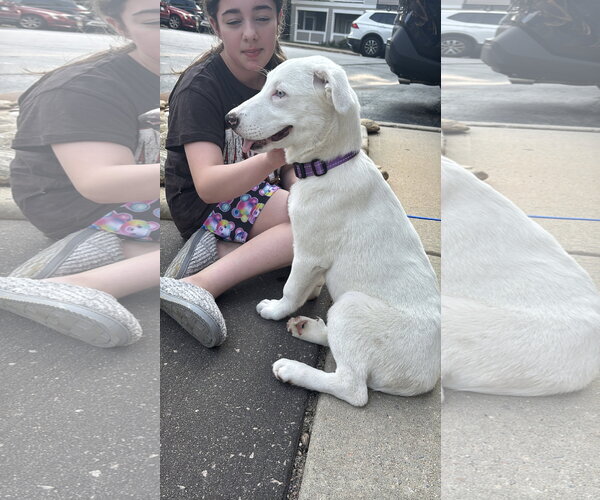 Medium Photo #6 American Pit Bull Terrier-Great Pyrenees Mix Puppy For Sale in Holly Springs, NC, USA