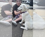 Small #5 American Pit Bull Terrier-Great Pyrenees Mix