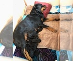 Small Photo #5 Rottweiler Puppy For Sale in COLORADO SPRINGS, CO, USA