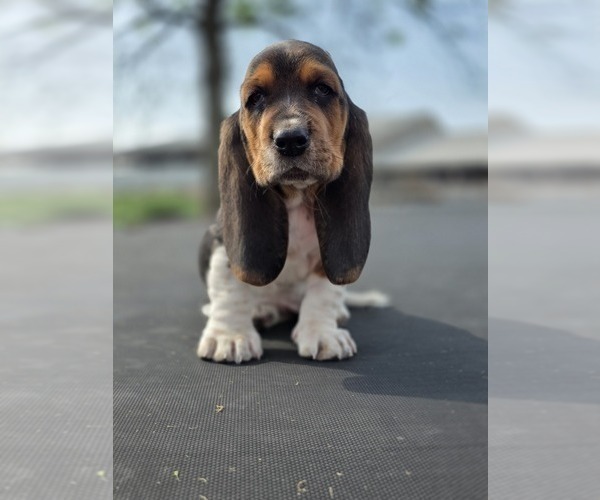 Medium Photo #9 Basset Hound Puppy For Sale in GREENLEAF, WI, USA