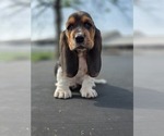 Small Photo #9 Basset Hound Puppy For Sale in GREENLEAF, WI, USA