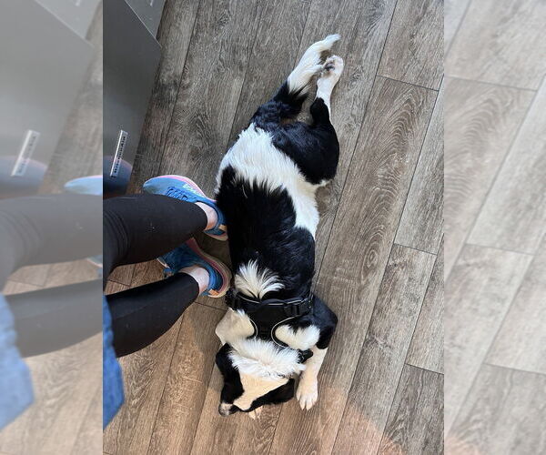 Medium Photo #4 Border Collie-Great Pyrenees Mix Puppy For Sale in Raleigh, NC, USA