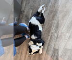 Small #3 Border Collie-Great Pyrenees Mix