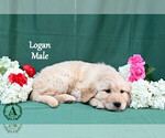 Puppy Logan English Cream Golden Retriever