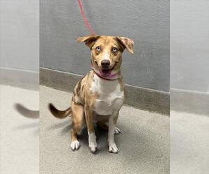 Catahoula Leopard Dog-Unknown Mix Dogs for adoption in Las Vegas, NV, USA