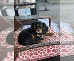 Small #3 Cavalier King Charles Spaniel
