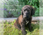 Puppy Tsunami Poodle (Standard)