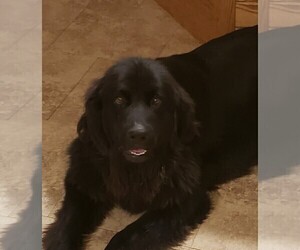 Mother of the Newfoundland puppies born on 10/26/2022