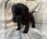 Small #2 Mutt