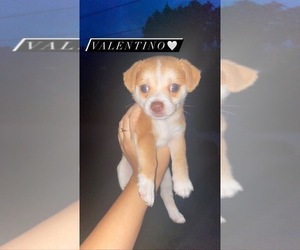 Chihuahua Puppy for sale in E PROVIDENCE, RI, USA