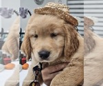 Small #4 Golden Retriever