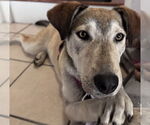 Small #5 Mutt