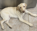 Small Photo #9 Labrador Retriever Puppy For Sale in AURORA, CO, USA