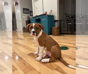 American Staffordshire Terrier-Unknown Mix Dogs for adoption in Holly Springs, NC, USA