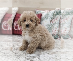 Miniature Bernedoodle Puppy for sale in NORTH LAWRENCE, OH, USA