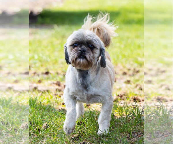 Medium Photo #2 Shih Tzu Puppy For Sale in Brooklyn Center, MN, USA